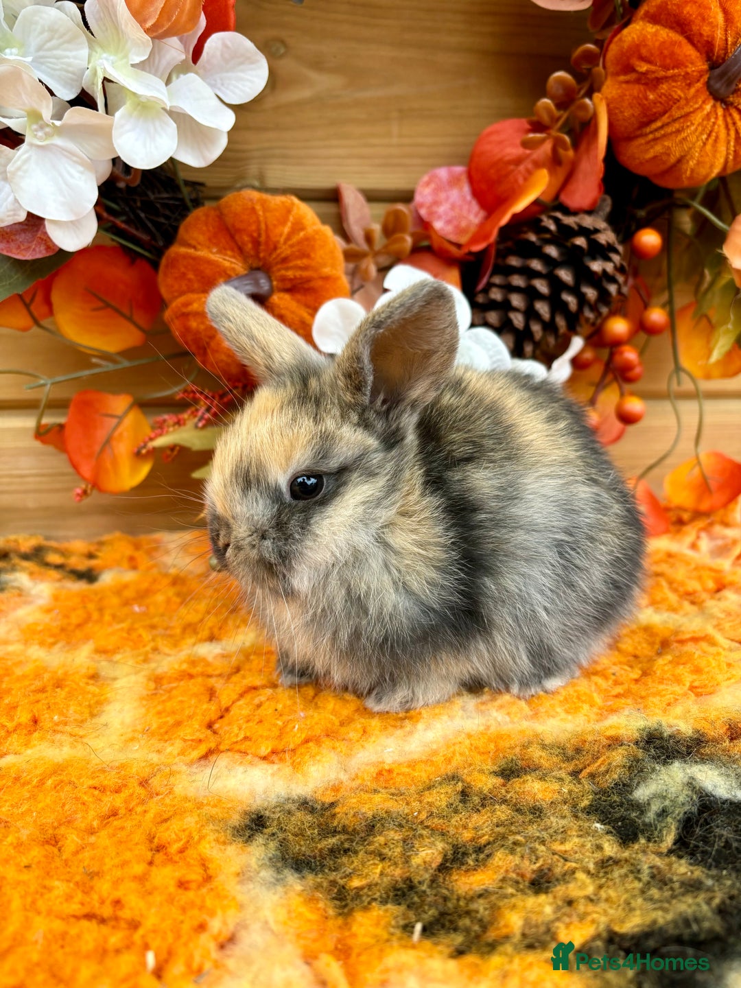 Mini Lop rabbits for sale: Well Socialised Mini Lops - Advert 3