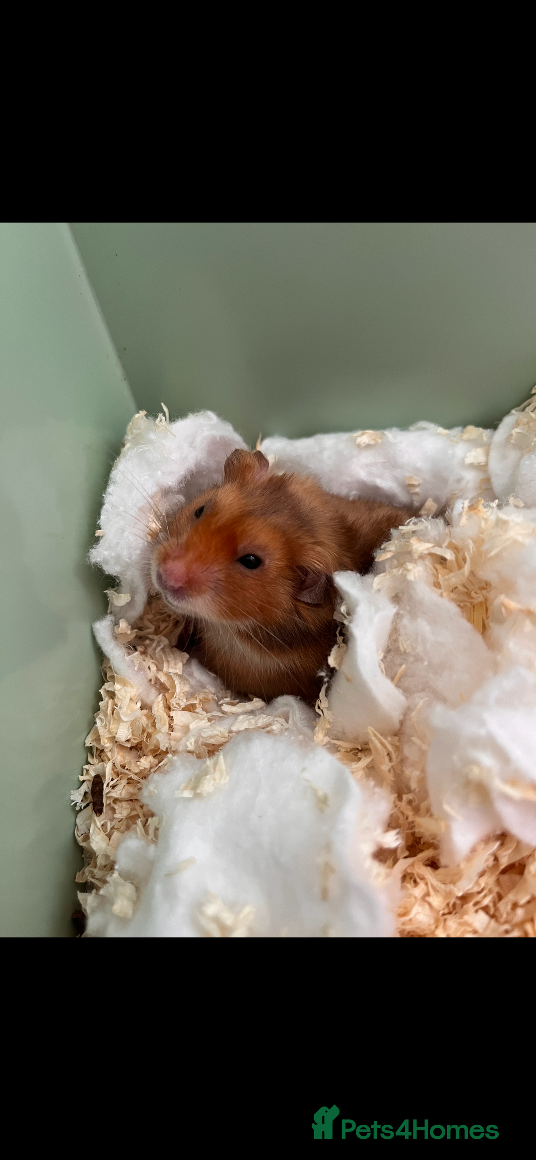 Hamster rodents for sale: the sweetest male syrian hamster ❤️ - Image 2