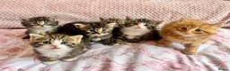 Siberian cats for sale: Gorgeous Fluffy Kittens! - Advert 14