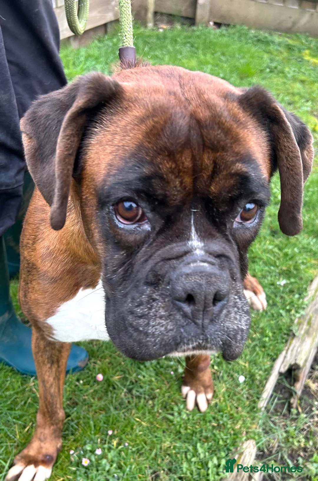 Boxer dogs for sale: 5 Star Licensed Breeder 23 years experience  - Advert 2