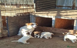 Mixed Breed dogs for adoption: Dawn - Great Yarmouth Norfolk   - Advert 1