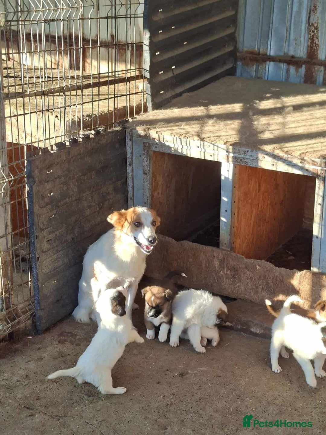 Mixed Breed dogs for adoption: Dawn - Great Yarmouth Norfolk   - Advert 1