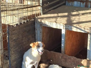 Mixed Breed dogs Dawn - Great Yarmouth Norfolk - Advert 1