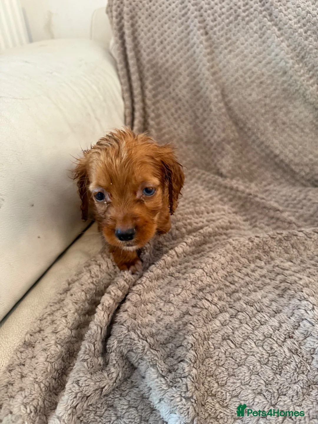 Cocker Spaniel dogs for sale: Working cocker spaniels  - Advert 15