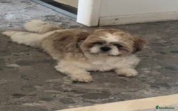 Shih Tzu dogs for stud: Beautiful male shih tzu for stud  - Image 3
