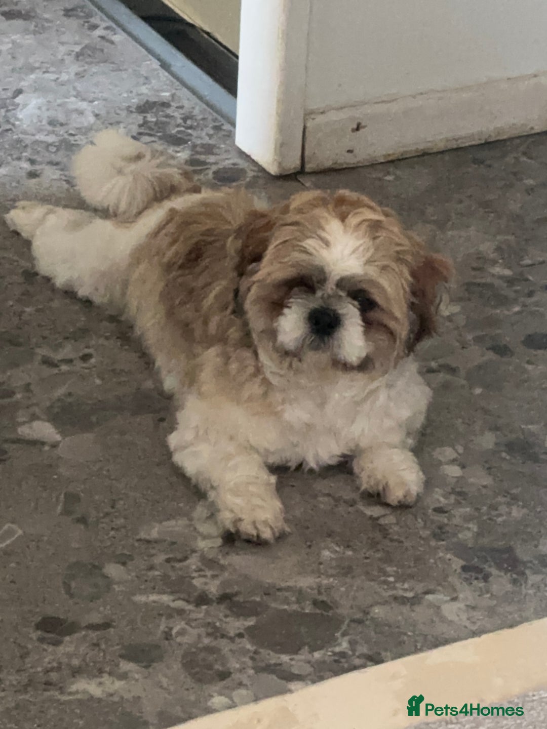Shih Tzu dogs for stud: Beautiful male shih tzu for stud  - Image 3