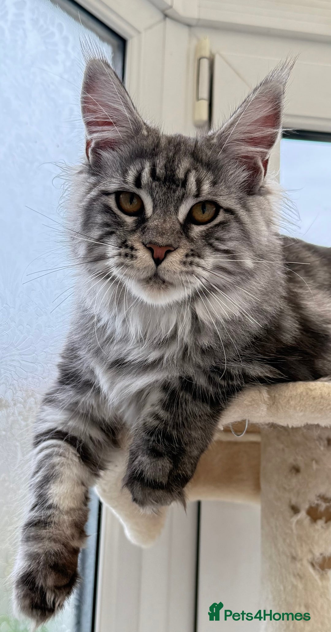 Maine Coon cats for sale: WE MAY SELL ACTIVE Top quality Maine coon kittens - Advert 23