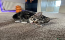 Domestic Shorthair cats for sale: 3 female kittens  - Image 10