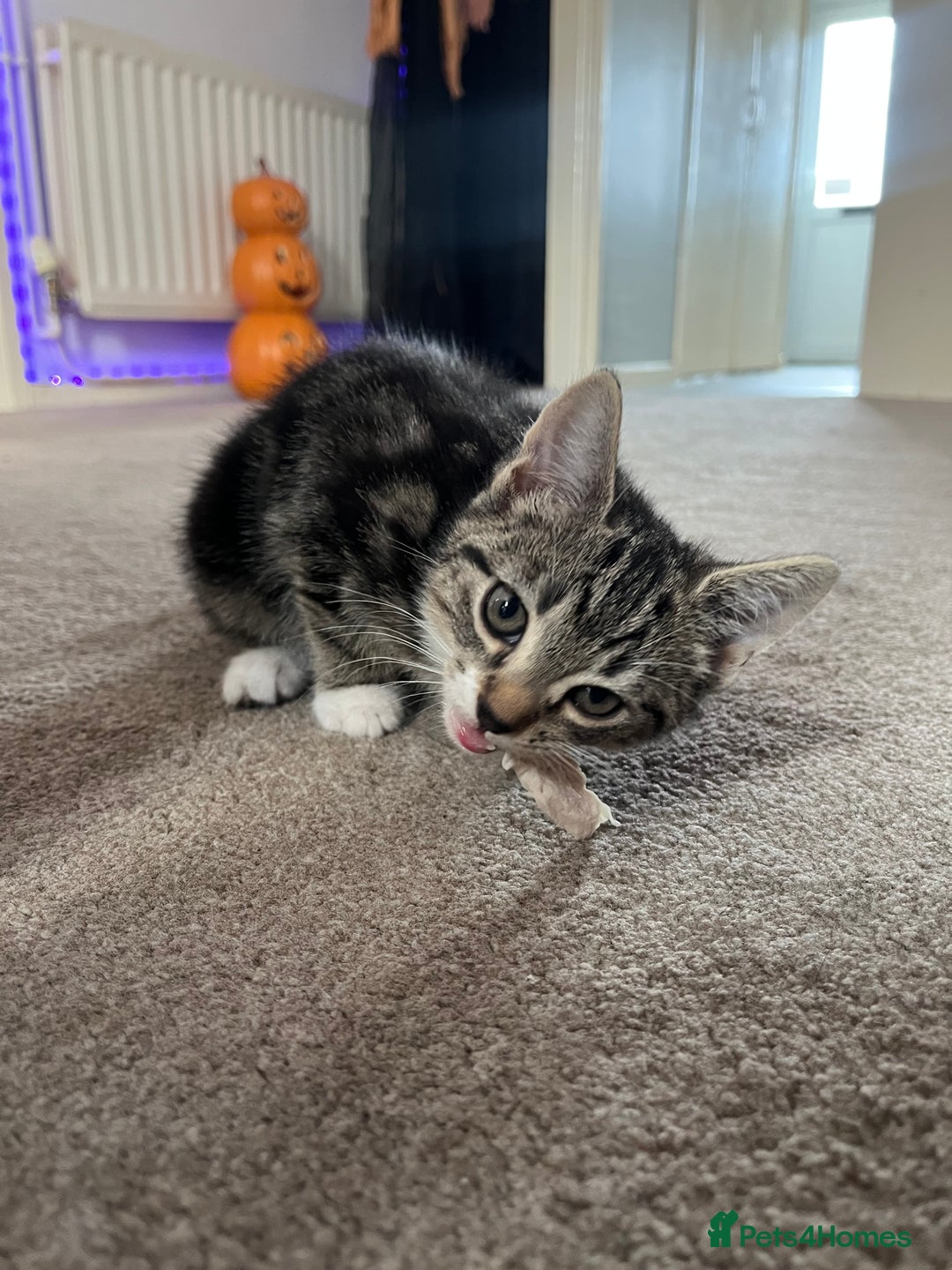 Domestic Shorthair cats for sale: 3 female kittens  - Image 10