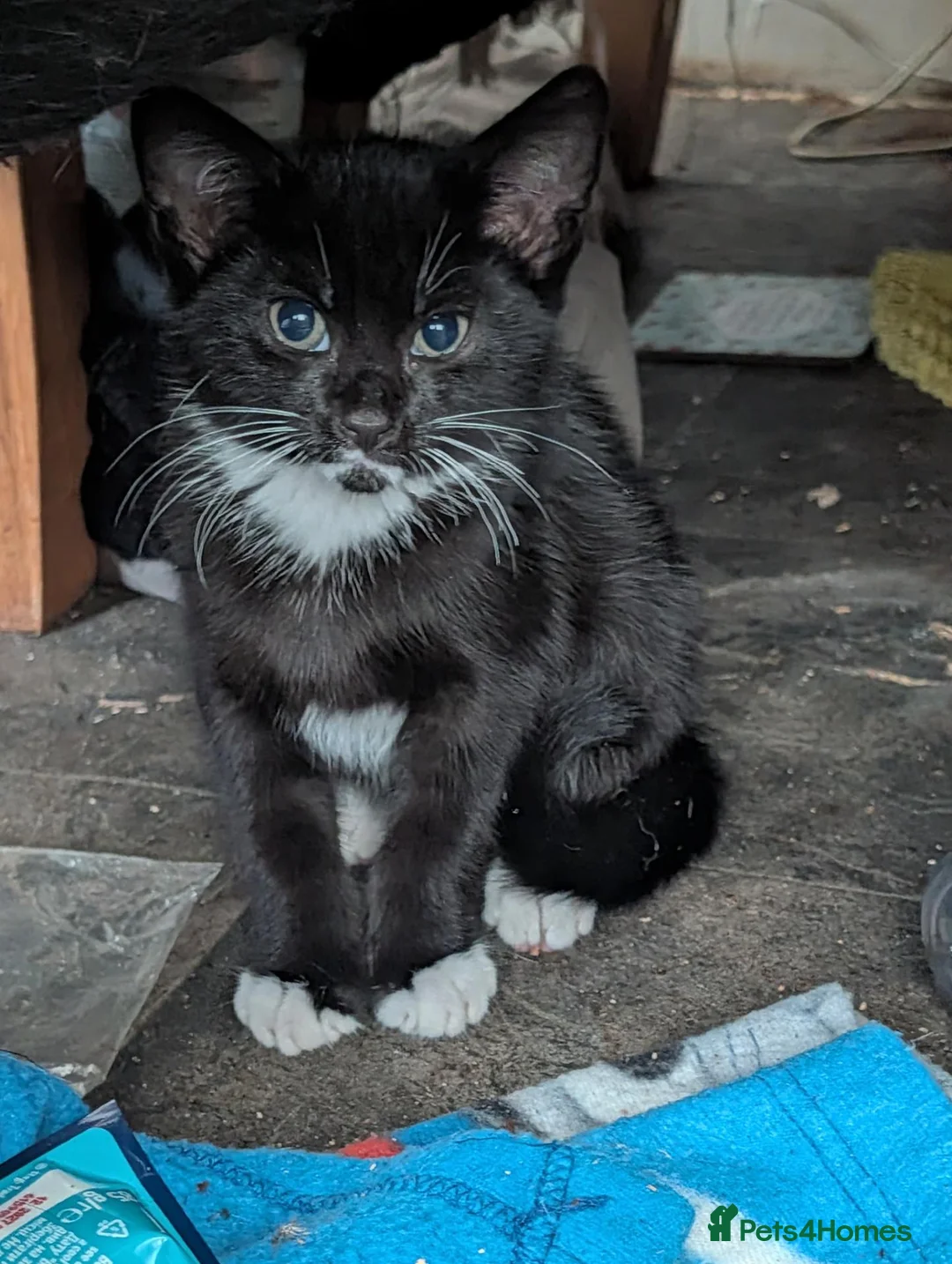 Mixed Breed cats for sale: Beautiful playfull kittens - Advert 2