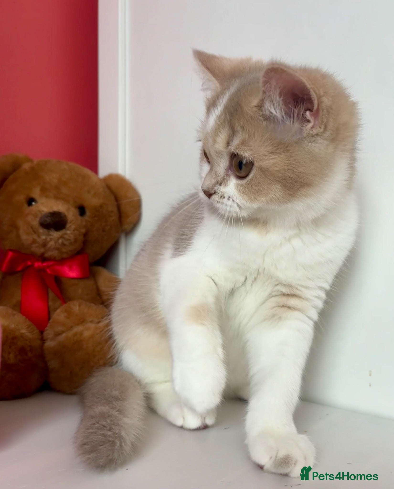 Scottish Fold cats Pedigree Adorable Scottish Fold Kittens  - Advert 13