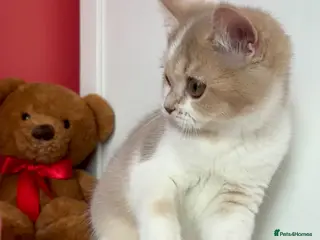 Scottish Fold cats Pedigree Adorable Scottish Fold Kittens - Advert 3