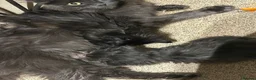 Maine Coon cats for sale: Beautiful pedigree Maine Coon kittens READY NOW - Advert 29