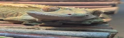 Gecko reptiles for sale: Crested gecko  in Paignton - Advert 5