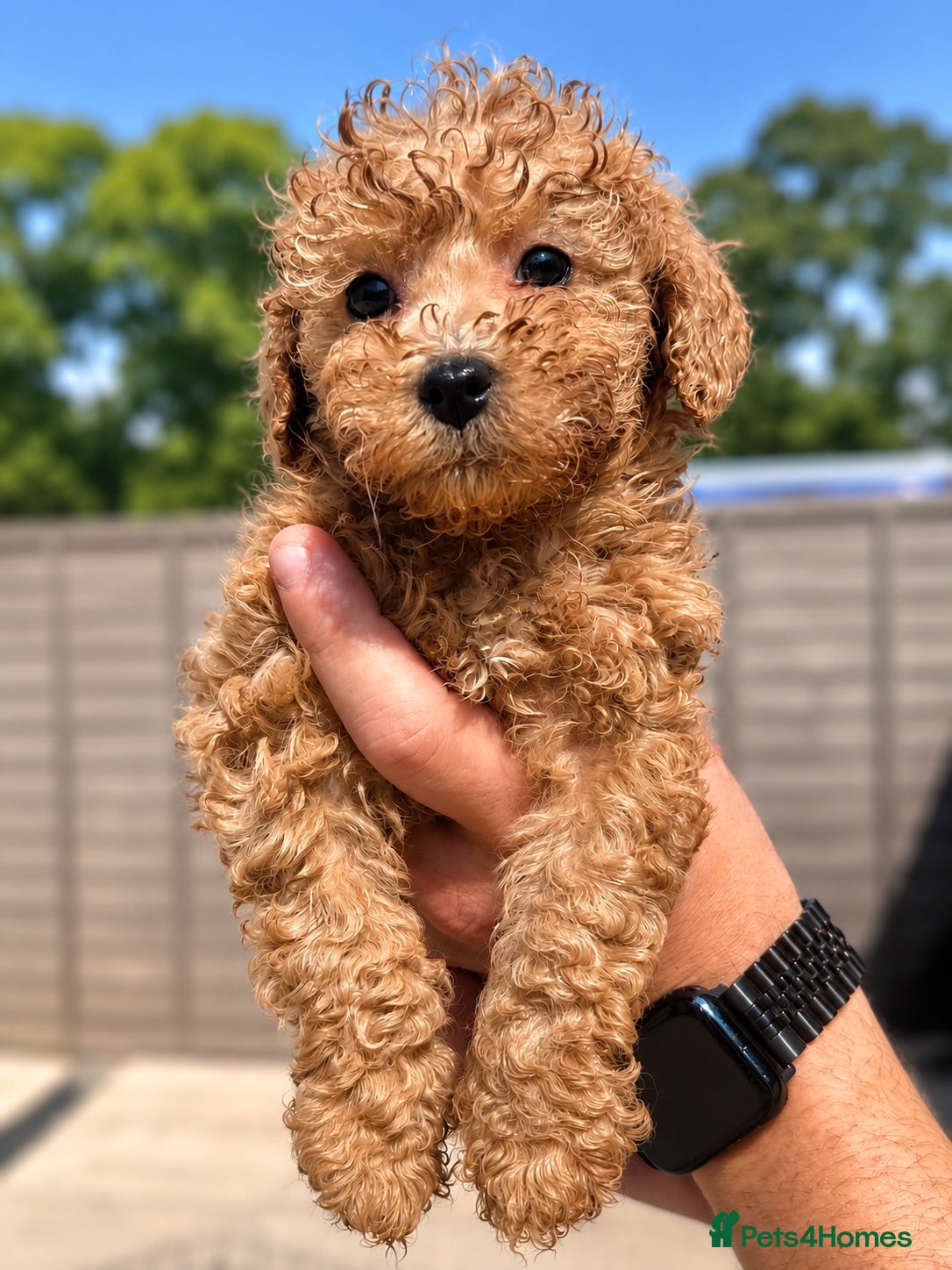 Toy Poodle dogs Beautiful Toy Poodle Puppies ❤️🐾🐩 - Advert 9