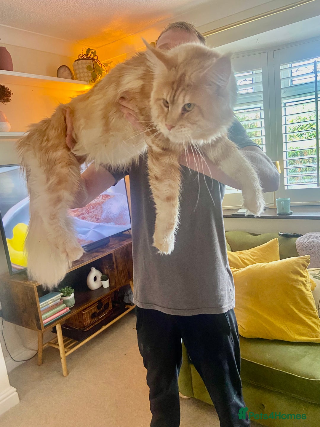 Maine Coon cats for stud: Cream TICA registered maine coon for stud  - Image 1