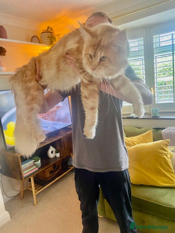 Maine Coon cats Cream TICA registered maine coon for stud - Advert 13