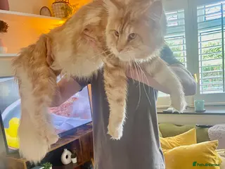 Maine Coon cats Cream TICA registered maine coon for stud - Advert 13