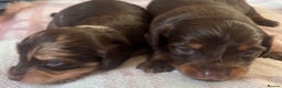 Miniature Dachshund dogs for sale: Long hair tiny kc reg dachshund babies  - Advert 17