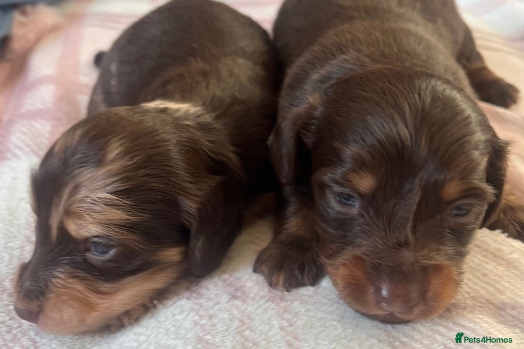 Miniature Dachshund dogs for sale: Long hair tiny kc reg dachshund babies  - Advert 17