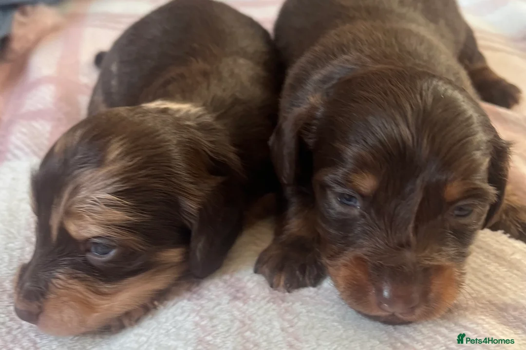 Miniature Dachshund dogs for sale: READY NOW Long hair tiny KC - Advert 13