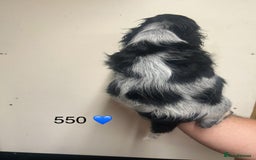 Cocker Spaniel dogs for sale: Blue Roan and Blue Roan & Tan - Image 2