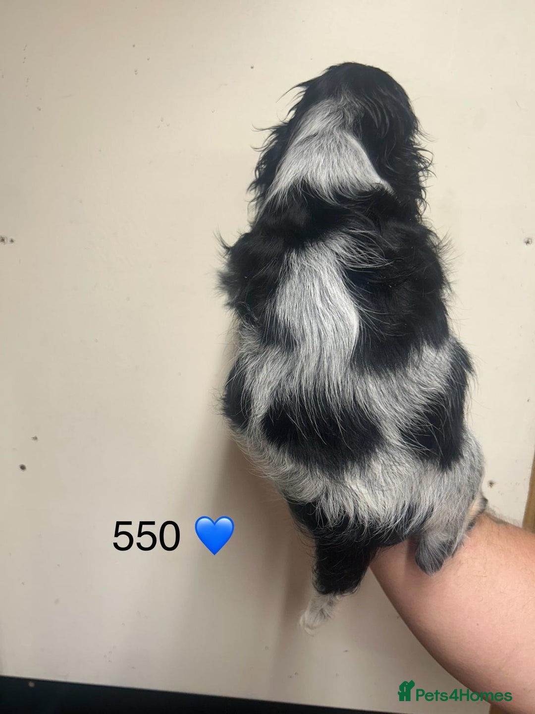 Cocker Spaniel dogs for sale: Blue Roan and Blue Roan & Tan - Image 2