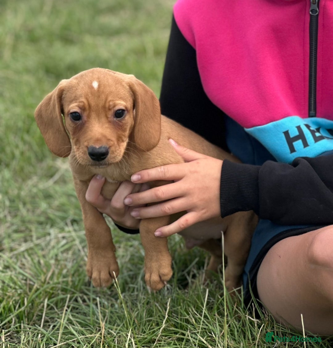 Bocker dogs for sale: Cocker Spaniel X Beagle - Image 3