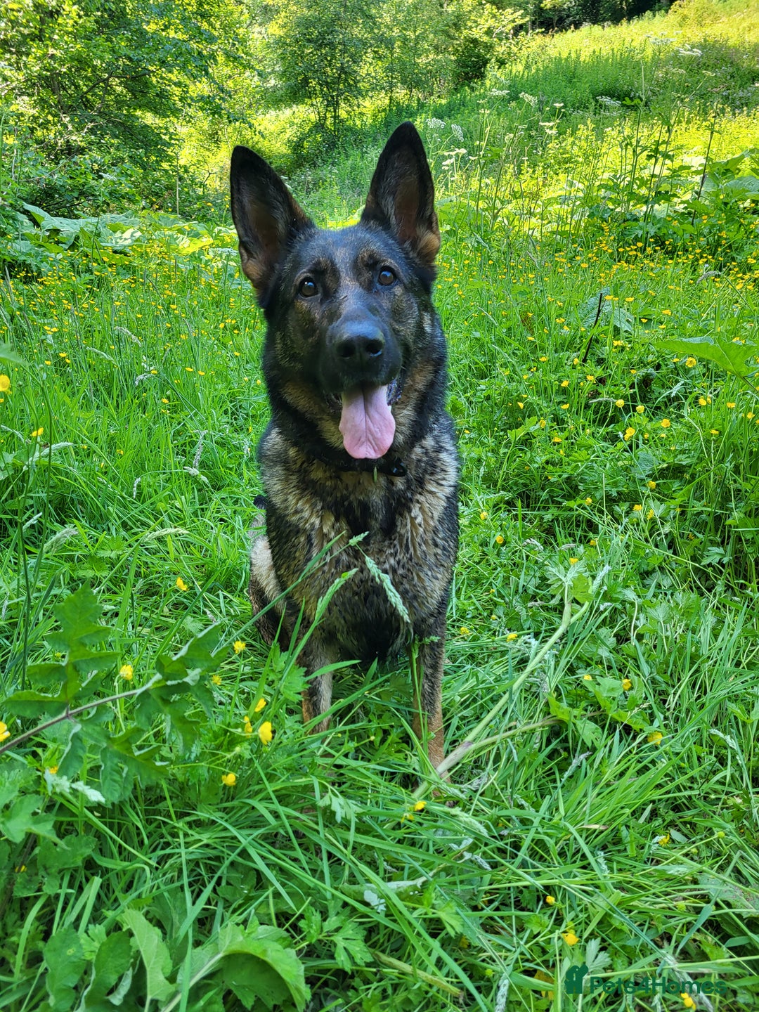 German Shepherd dogs for sale: Superb Working Line German Shepherds  - Advert 11