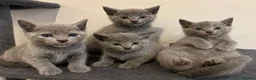 Russian Blue cats for sale: beautiful russian blue kittens - Advert 3