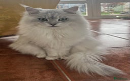 Maine Coon cats for sale: Maine Coon kittens  - Image 7