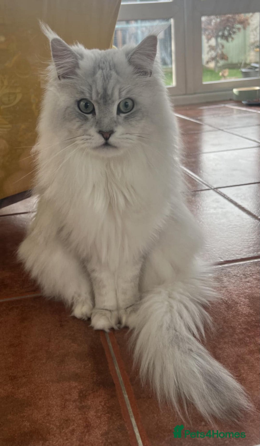 Maine Coon cats for sale: Maine Coon kittens  - Image 7