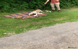 Beagle dogs for sale: Beautiful beagle puppies  - Image 15