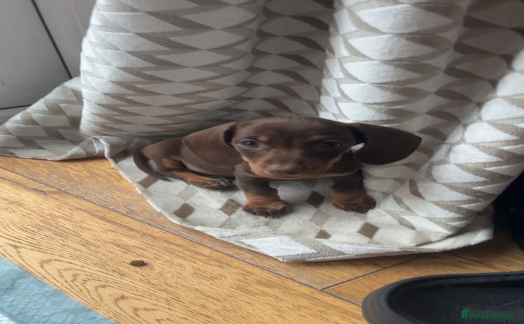Miniature Dachshund dogs - Advert 1