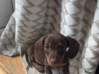 Miniature Dachshund dogs - Advert 14