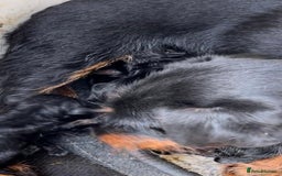 Jagdterrier dogs for sale: Jagd terrier dog & bitch pup - Image 10