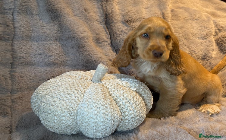 Cocker Spaniel dogs - Advert 3