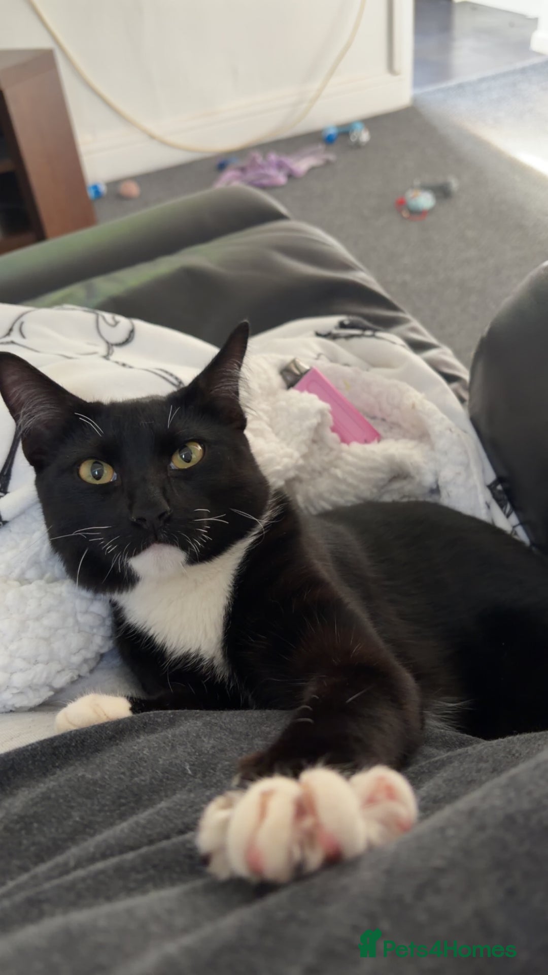 Mixed Breed cats for sale: Milo  - Advert 2