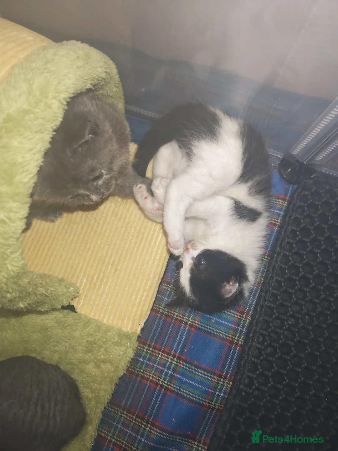 Mixed Breed cats for sale: Beautiful kittens - Advert 12