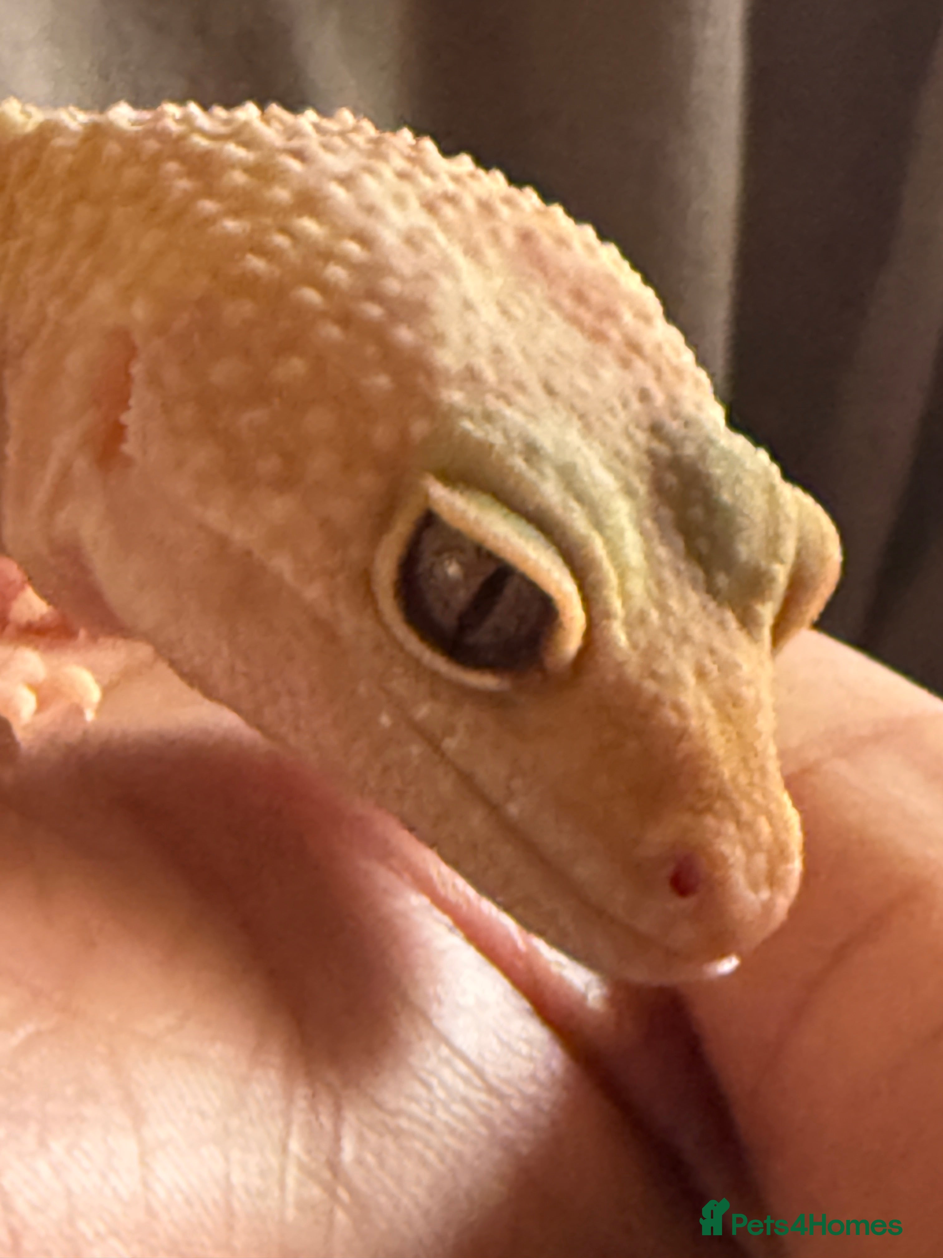 Leopard Gecko reptiles Leopard geckos for sale  - Advert 2
