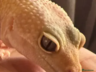 Leopard Gecko reptiles Leopard geckos for sale - Advert 4