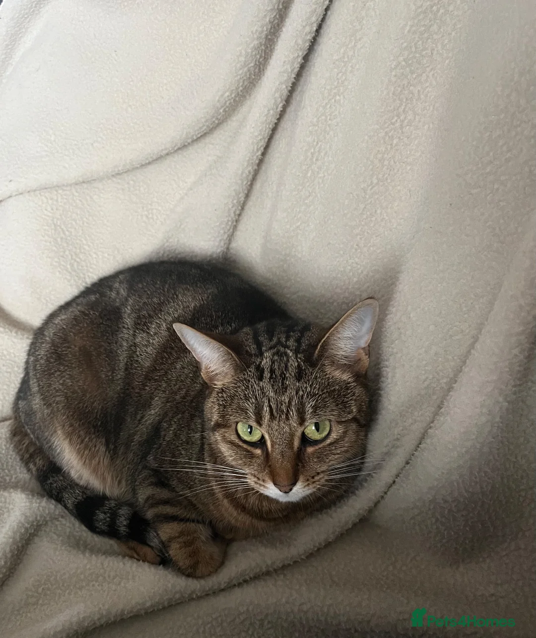 Mixed Breed cats for sale: Female tabby cat looking for new home  in Leek - Advert 2