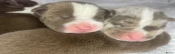 American Bully dogs for sale: 4 ABKC unreal bully’s - Advert 11