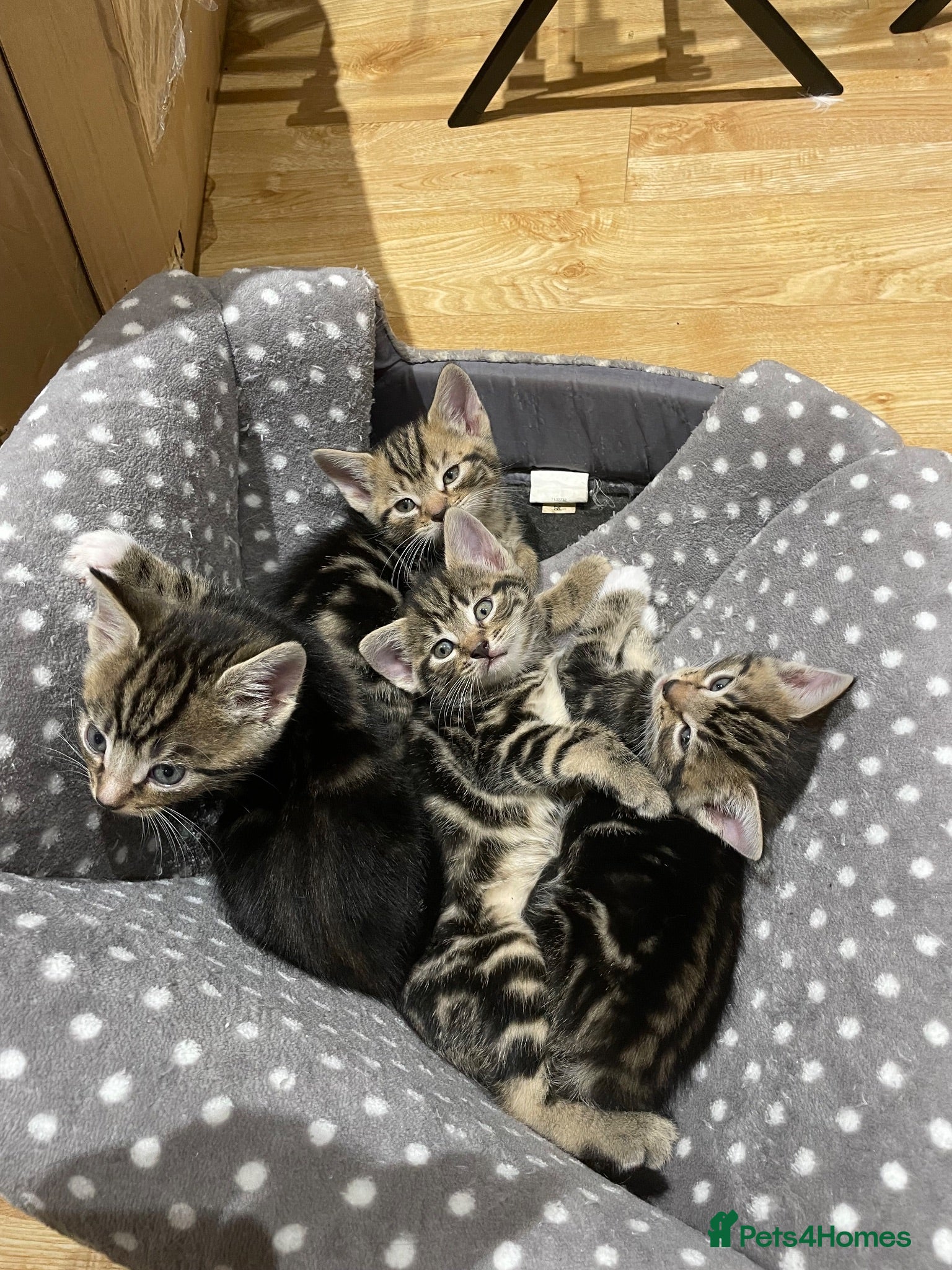 Mixed Breed cats 4 tiger striped kittens - Advert 1