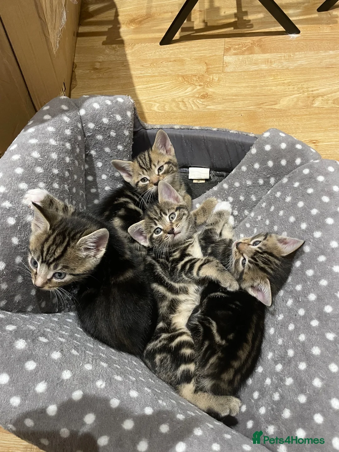Mixed Breed cats for sale: 4 tiger striped kittens in Orpington - Advert 1