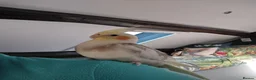 Cockatiels birds for sale: DNA sexed hand tamed cockatiels and Bourkes - Advert 8