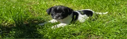 Mixed Breed dogs for sale: staffie, english bulldog, springer puppies in Ottery Saint Mary - Advert 3