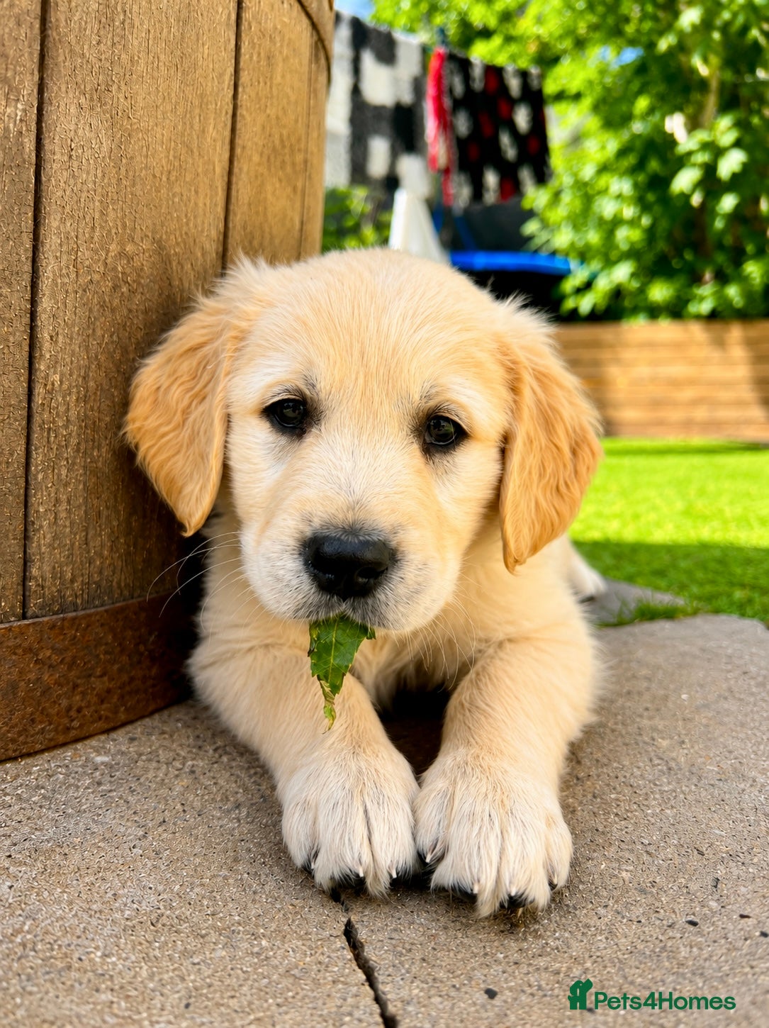 Golden Retriever dogs Exceptional Golden Retriever Puppies 🐾 - Advert 1