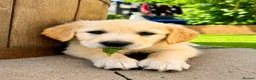 Golden Retriever dogs for sale: Exceptional Golden Retriever Puppies 🐾 - Advert 11