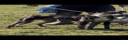 Lurcher dogs for stud: 🔥Proven Stud Dog Available Top Working Lurcher 🔥 - Advert 4